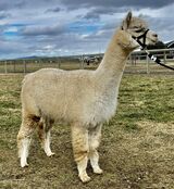 alpaca for sale