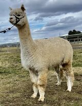 alpaca for sale