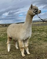 alpaca for sale