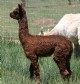 Nattie at 2 Months Old