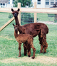 Ava & 1st Cria_MB Female