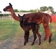 Ava & 2nd Cria_TB Male