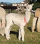 Vega as a cria