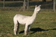 Vega, yearling