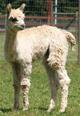 Rachel's Dancer as a cria