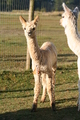 Unique's 2011 cria, Ulana (GWAS RCC)