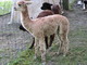 first 2010 cria out of white suri