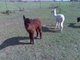 2010  dark female cria