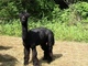 vortex - sire of 2010 female cria