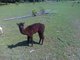 2010 female cria - a vortex girl!