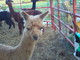 2011 June cria - Sept 19 2011