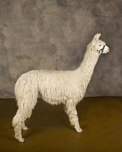 alpaca for sale