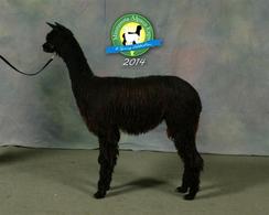 alpaca for sale