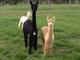 Bella and Cria