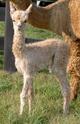 2008 Cria