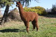 Blondie's 2010 female Cria