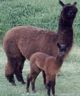 Dam:  HVLA DOCIA MAE with son