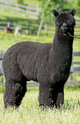 Sire:  A Paca Fun's Norrington