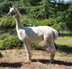 Chenille's Cria-SFCO Peruvian Shauna