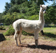 Chenille's Cria-SFCO Peruvian Shauna