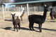 Magnifica & 2011 Cria