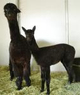 Lexie and 2010 Cria