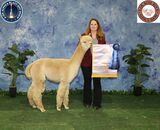 Champion Son:  ESTATES PURE ALEUTIAN