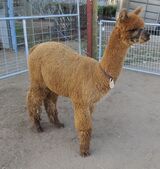 alpaca for sale