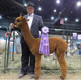 alpaca for sale