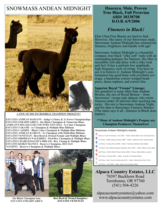 Maternal Grandsire:  SNOWMASS ANDEAN MIDNIGHT