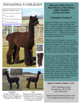 Sire:  PATAGONIA'S CHILKOOT