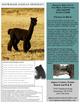 Maternal Grandsire:  SNOWMASS ANDEAN MIDNIGHT