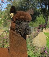 alpaca for sale