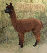 alpaca for sale