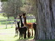 ESTATES DOMINO'S DREAM & 2017 TB Male Cria