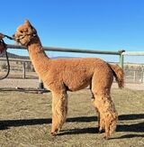 alpaca for sale