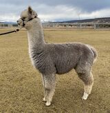 alpaca for sale