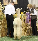 alpaca for sale