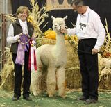 ESTATES HAIDEN - 2015 West Coast Alpaca Show