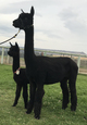 ESTATES MAKALANI & 2018 female Cria