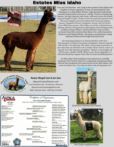 alpaca for sale