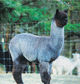 Maternal G-Grandsire:  PATAGONIA'S NERUDA