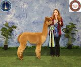 Daughter: ESTATES PICASSO'S LEAH ROSE XXX - 2x Best B&O and Numerous Blue Ribbons!