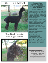 alpaca for sale