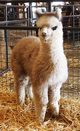 2016 cria, Shawnee Eagle