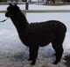 Incredible Staple Length Prior to Shearing