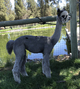 2020 Female Cria