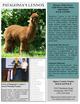 Maternal G Grandsire:  PATAGONIA'S LENNOX