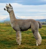 alpaca for sale