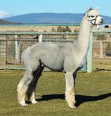 alpaca for sale